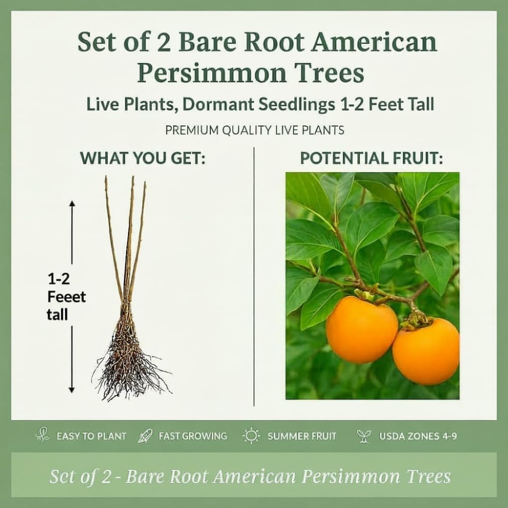 2 Bare Root American Persimmon Trees Live Plants, Dormant Seedlings 1-2 Feet Tall, Cold Hardy Fruit Trees for Planting, Zones 4-9