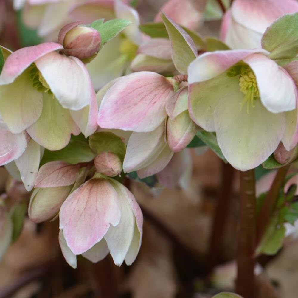 Perennial Farm Marketplace Helleborus ‘Ivory Prince’ (Lenten Rose) Live Perennial, Size-Quart, Ivory Late Winter to Spring Flowers with Evergreen Foliage