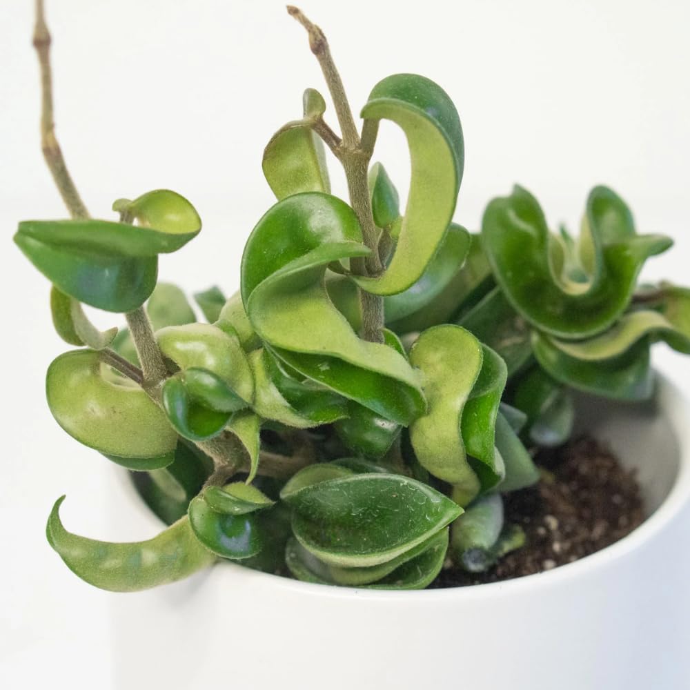 Hoya Rope Plant, 4 Inch Pot, Hoya Plants Live Houseplants Indoor Outdoor, Perennial Vine Plants