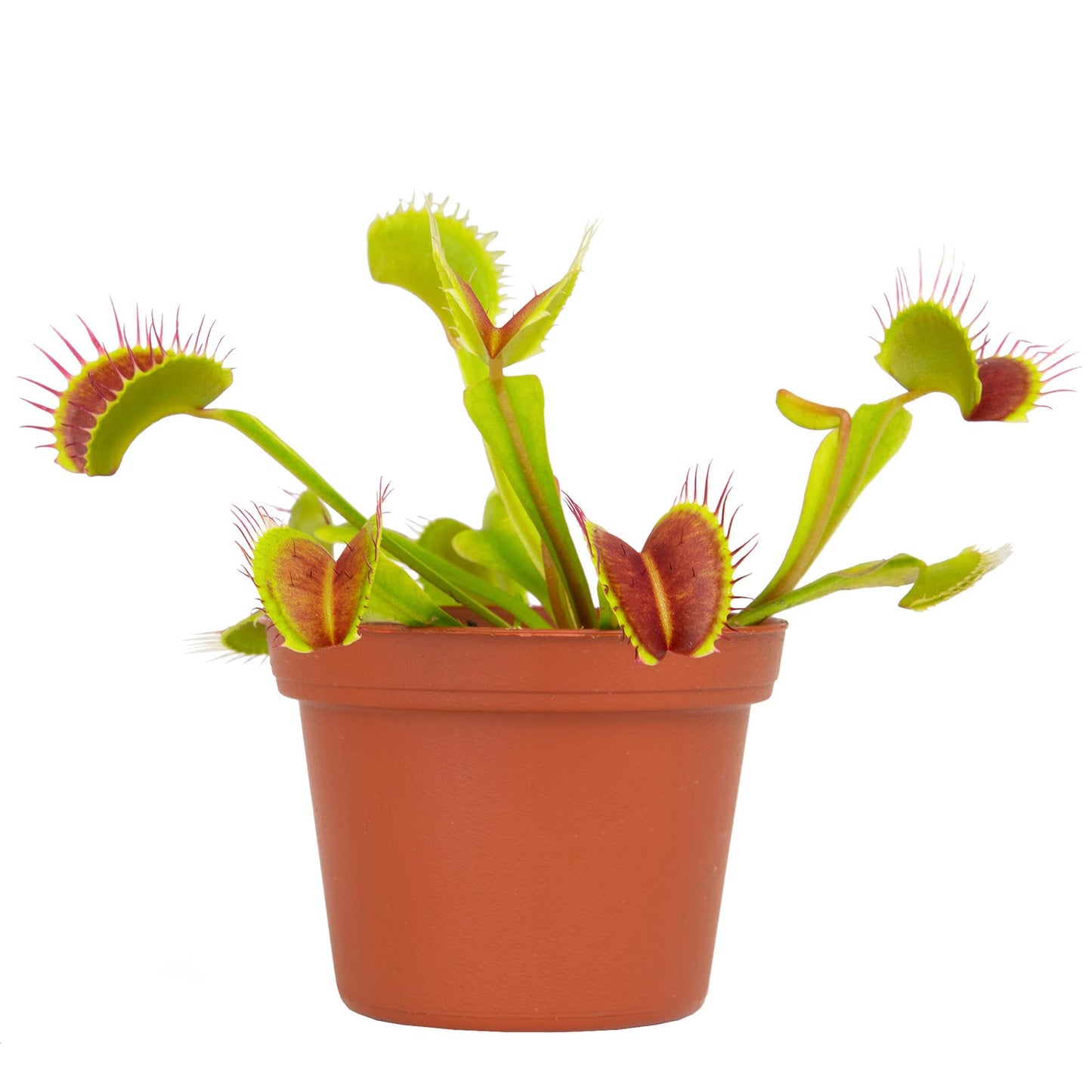 Altman Plants Non-Toxic Live Venus Flytrap Plant, Carnivorous Plants, Pet Safe Houseplant, Educational Crafts & DIY for Kids, 3 in. Grower Pot, Real Houseplants for Bog Gardens