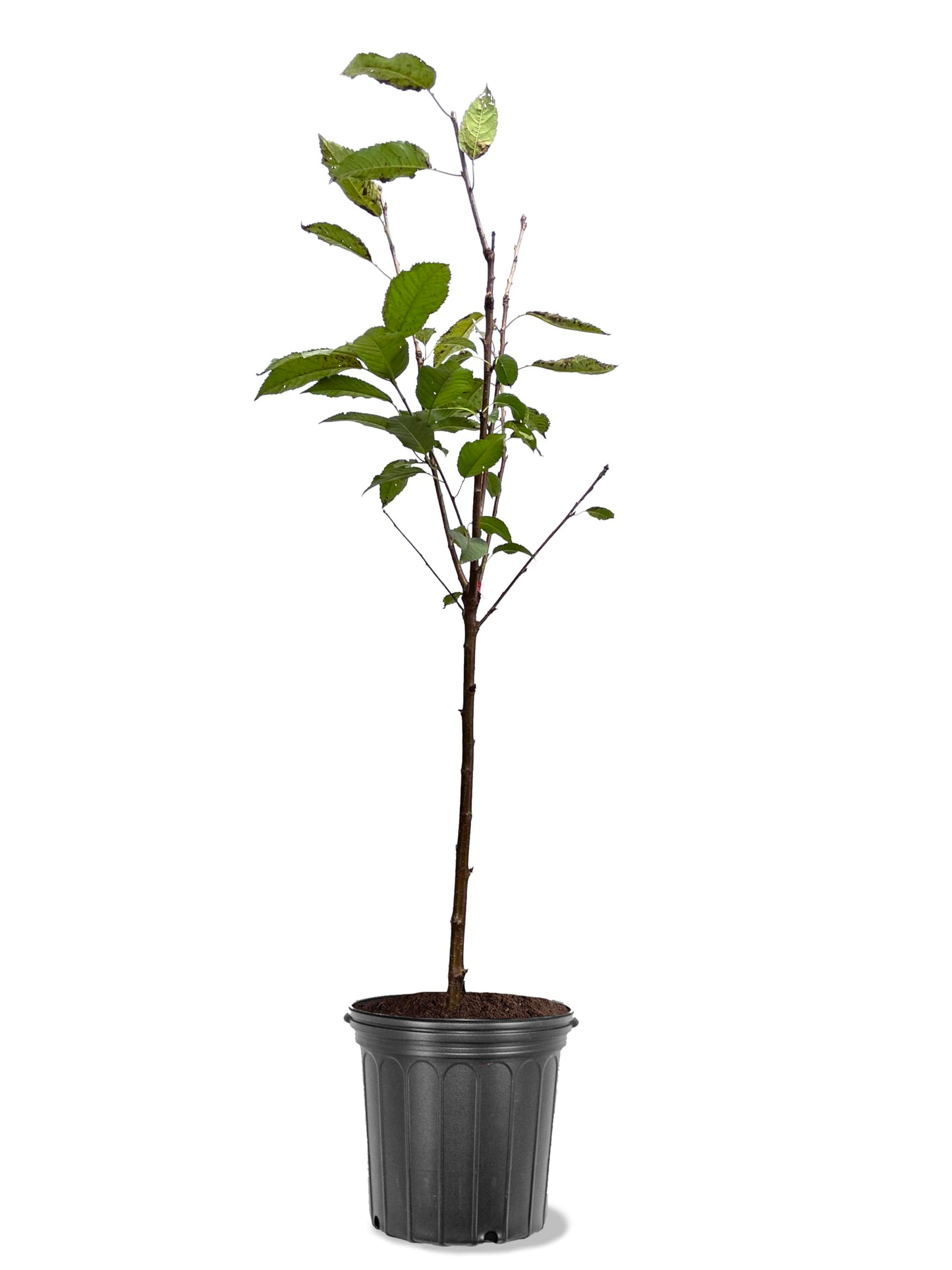 American Plant Exchange Cherry Tree 'Montmorency' – Live Fruit-Bearing Plant, 5-Gallon Pot, Cold Hardy, Tart Edible Cherries for Outdoor Orchards and Landscapes