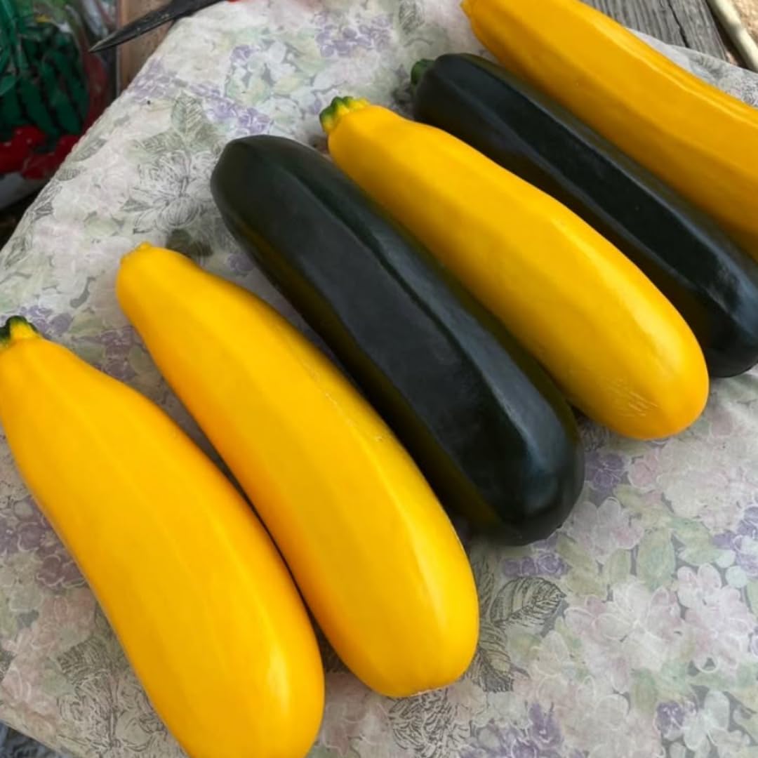 2 Yellow Zucchini Plants Seedlings, 4 to 6 Inches Tall, Squash Live Plant Vegetable Plants for Growing Outside