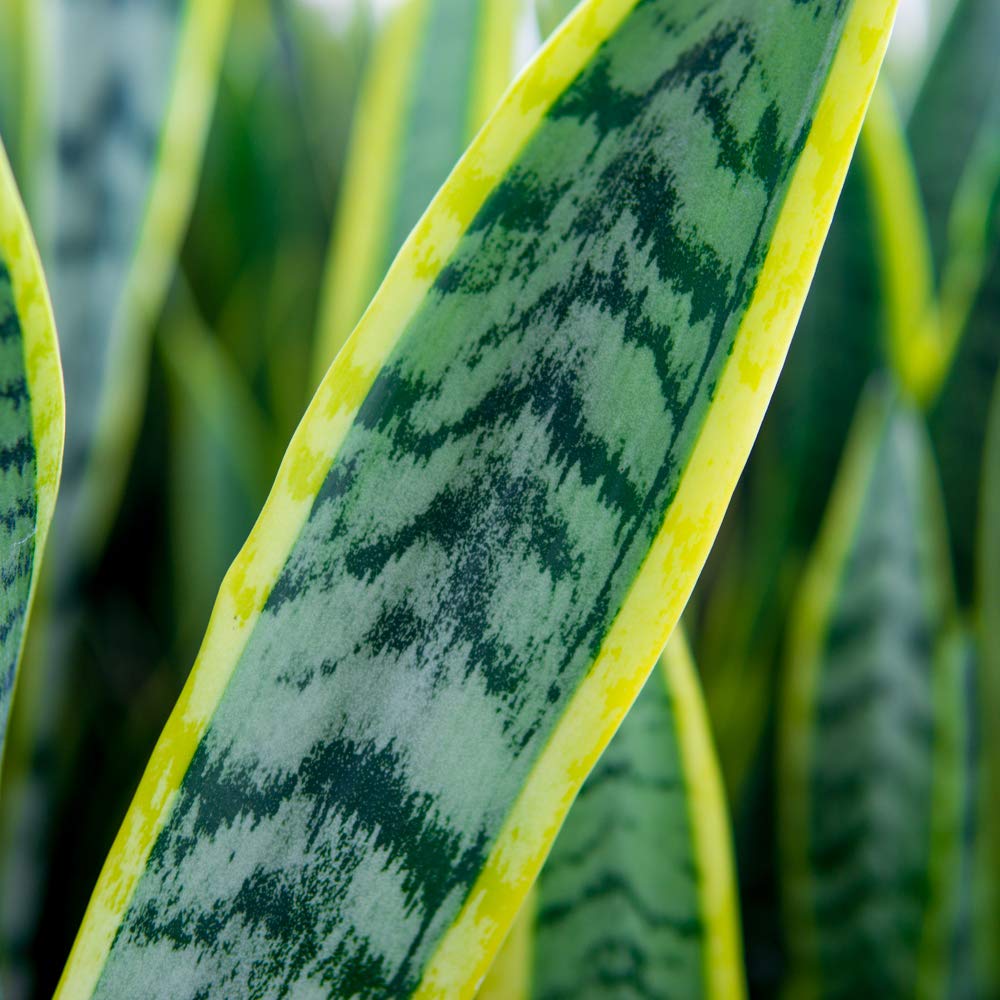 Perfect Plants Snake Plant Sansevieria Trifasciata Laurentii 16in Tall | Easy Care Houseplant | Perfect for Low to Bright Light Conditions, 6 in Grower's Pot