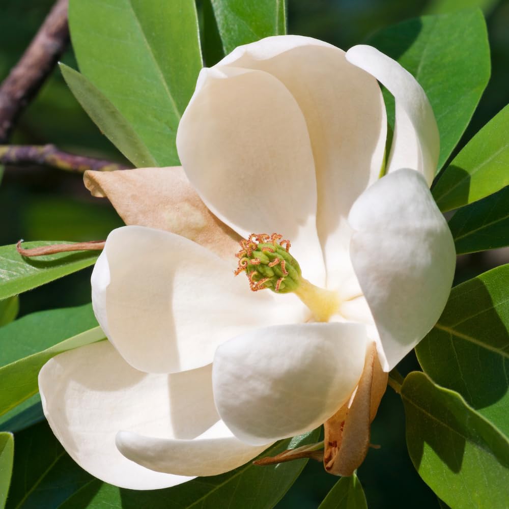 Magnolia Plant Live 6 to 12 Inches Tall, in 2.5 Inches Pot, Magnolia Tree Live Plant, Fragrant Magnolia Flowers (Sweetbay Magnolia)