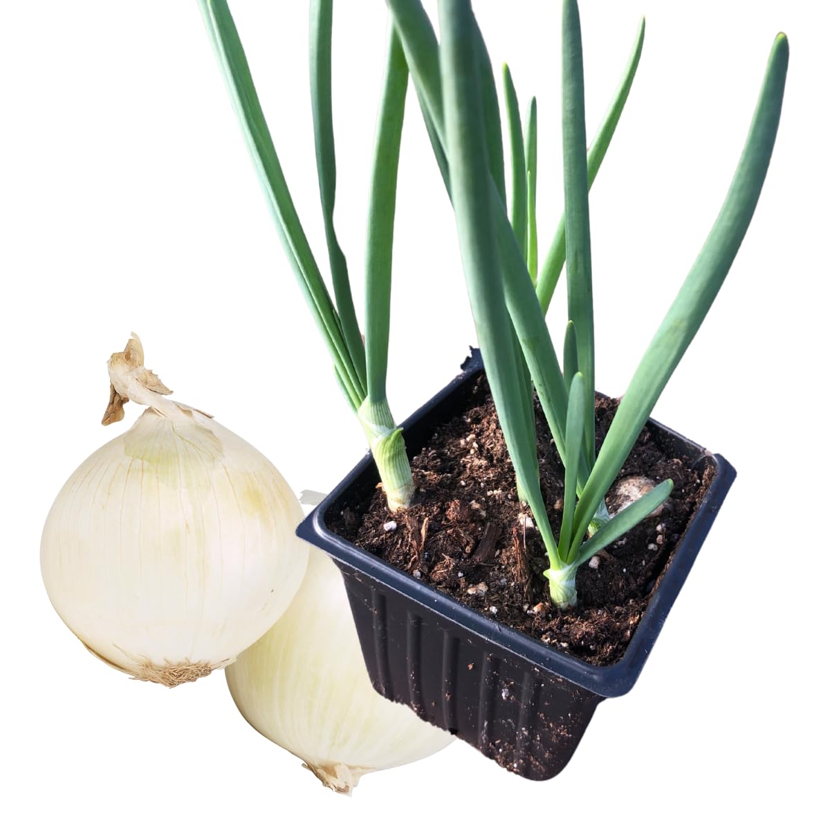 Smoke Camp Crafts White Onion Plants, Live Seedlings, 2.5-inch Pot
