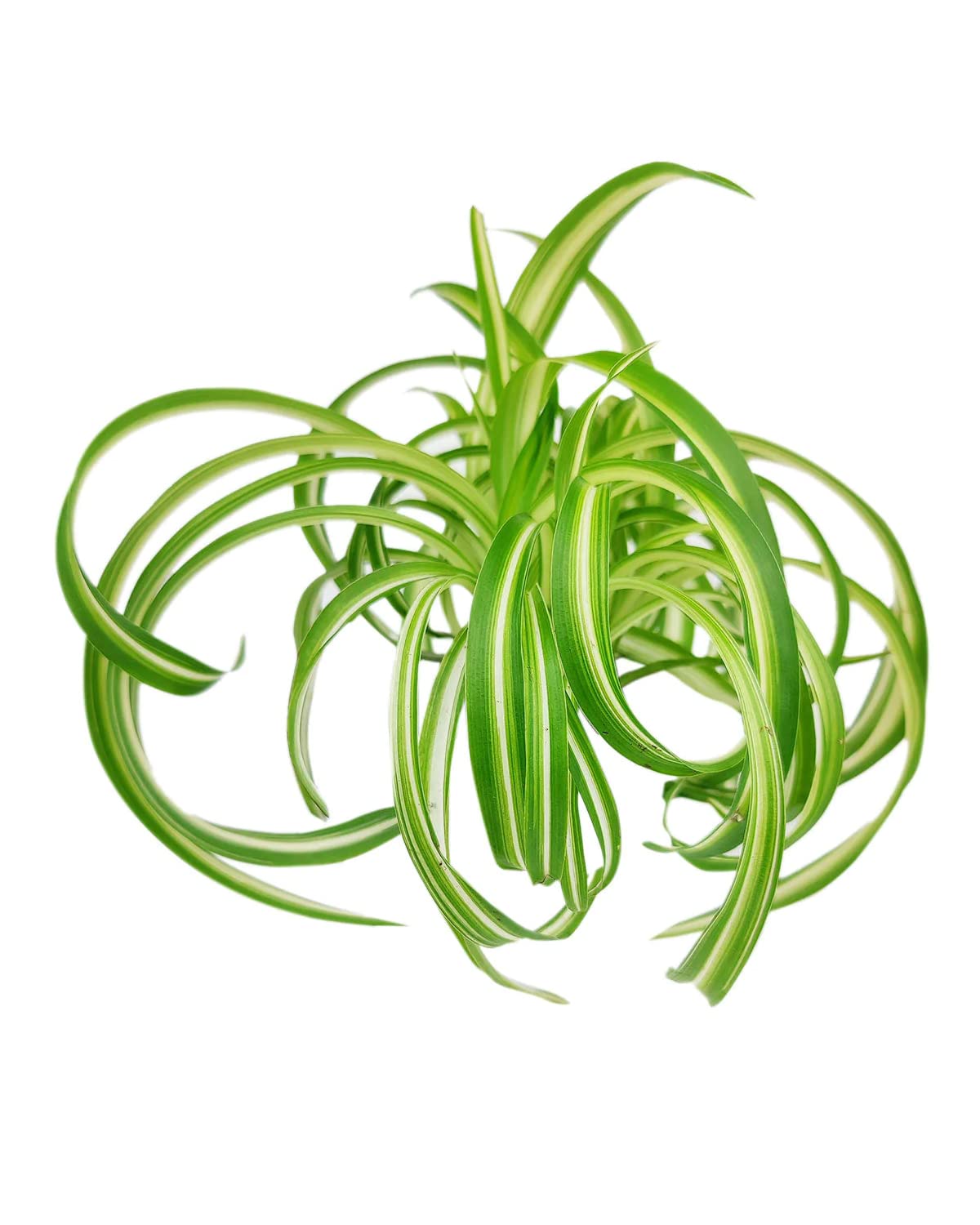 Bonnie Curly Spider Plant (8" Grower Pot) - Chlorpohytum Comosum - Grow, Easy to Care Houseplant - Live Healthy Houseplant for Home Office Decoration - Pet Friendly Indoor Plant