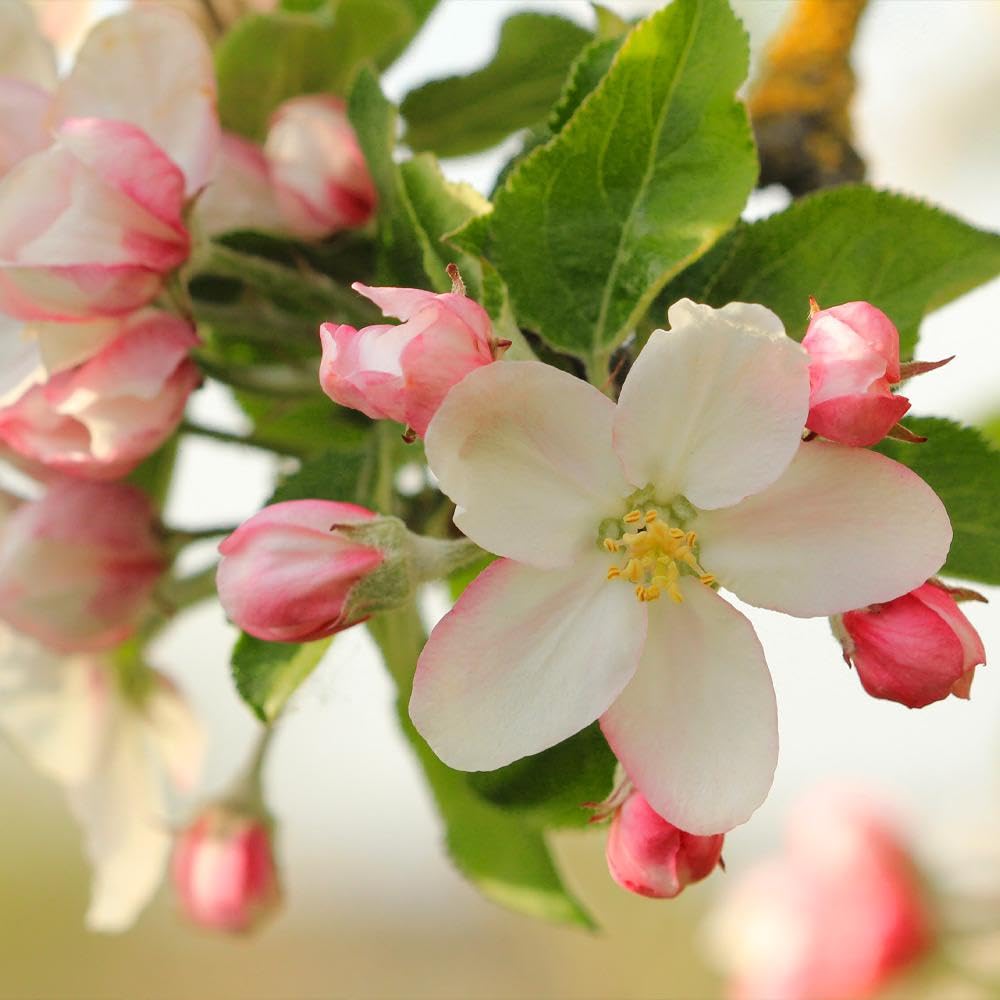 Brighter Blooms - Honeycrisp™ Apple Tree, 4-5 ft. - No Shipping to AK, AZ, CA, HI, ID, OR, WA