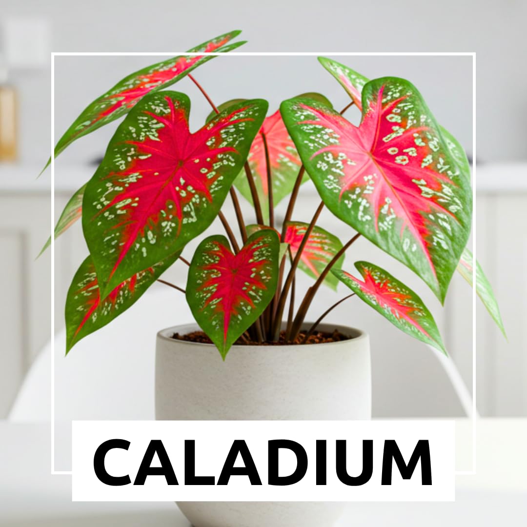 Florida Cardinal Caladium Bulbs for Planting - Perennial Hosta - Heart Shaped Elephant Ears - Vibrant Plants - Splashes of Tropical Color - Living Gift Idea (10 Bulbs)