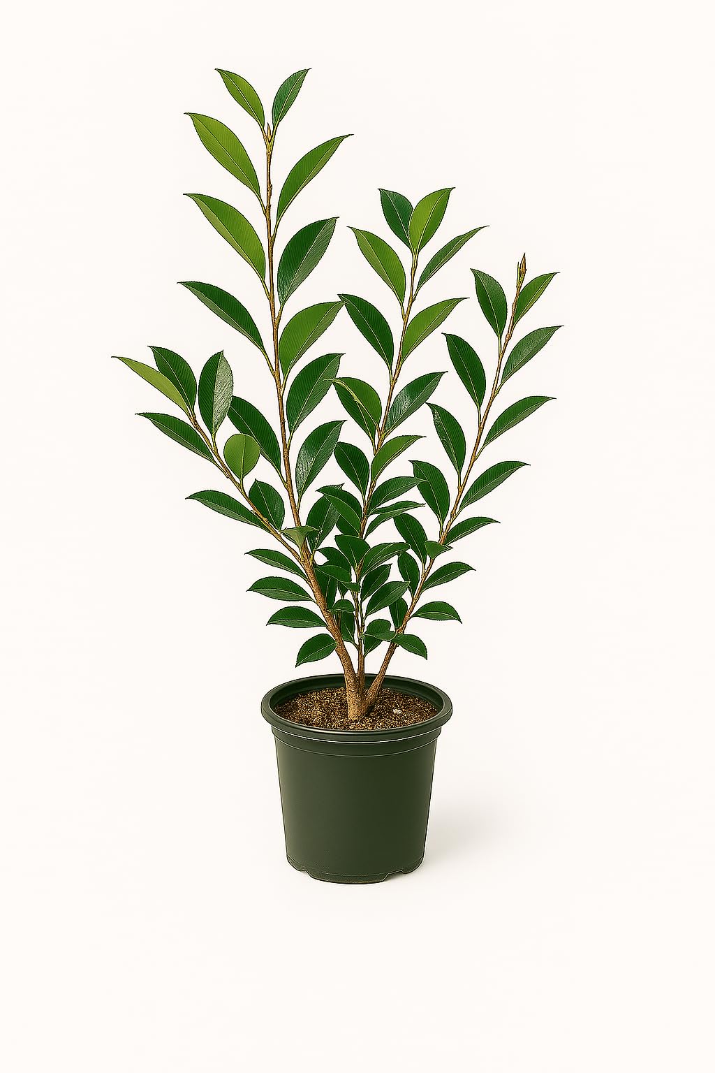 Autumn Rocket Camellia Plant, 1 Trade Gallon/3 Quart White Double Flowers, Columnar Evergreen Shrub