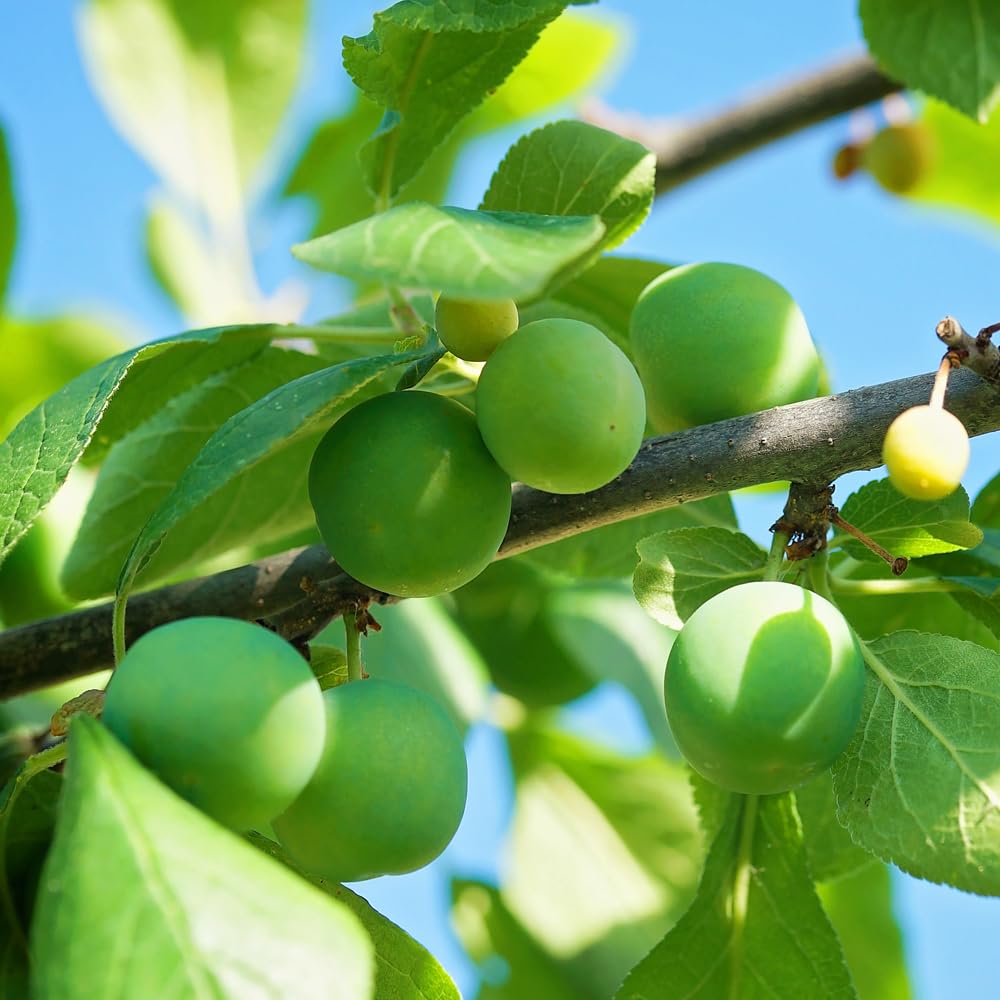 Green Gage Plum Tree, Sweet, Flavorful Plum with Green Skin and Mild, Honey-Like Flesh, 3-4 ft Tree Height, 7 gal. Grower Pot (Due to Agricultural Laws, we are Unable to Ship to CA, AZ, AK, or HI)