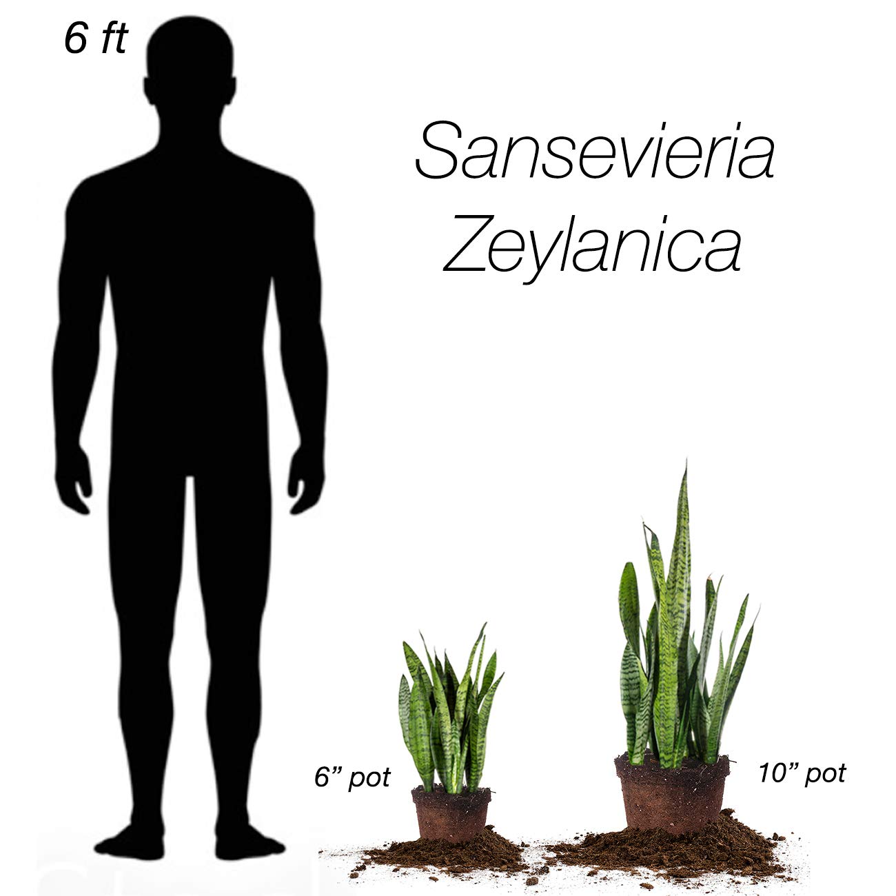 Perfect Plants Sansevieria Zeylanica Snake Plant | 16in Tall | Easy Care | Thrives in Low to Bright Light, Air Purifying 6in. Grower's Pot