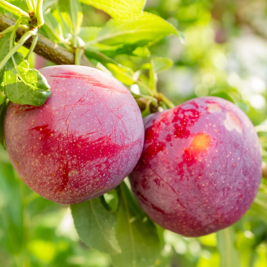Plum Tree Live Plant, 1 Year Old Plum Trees Sweet Fruits Bare Roots, 6-12" Tall, Cold Hardy, Dormant in Winter