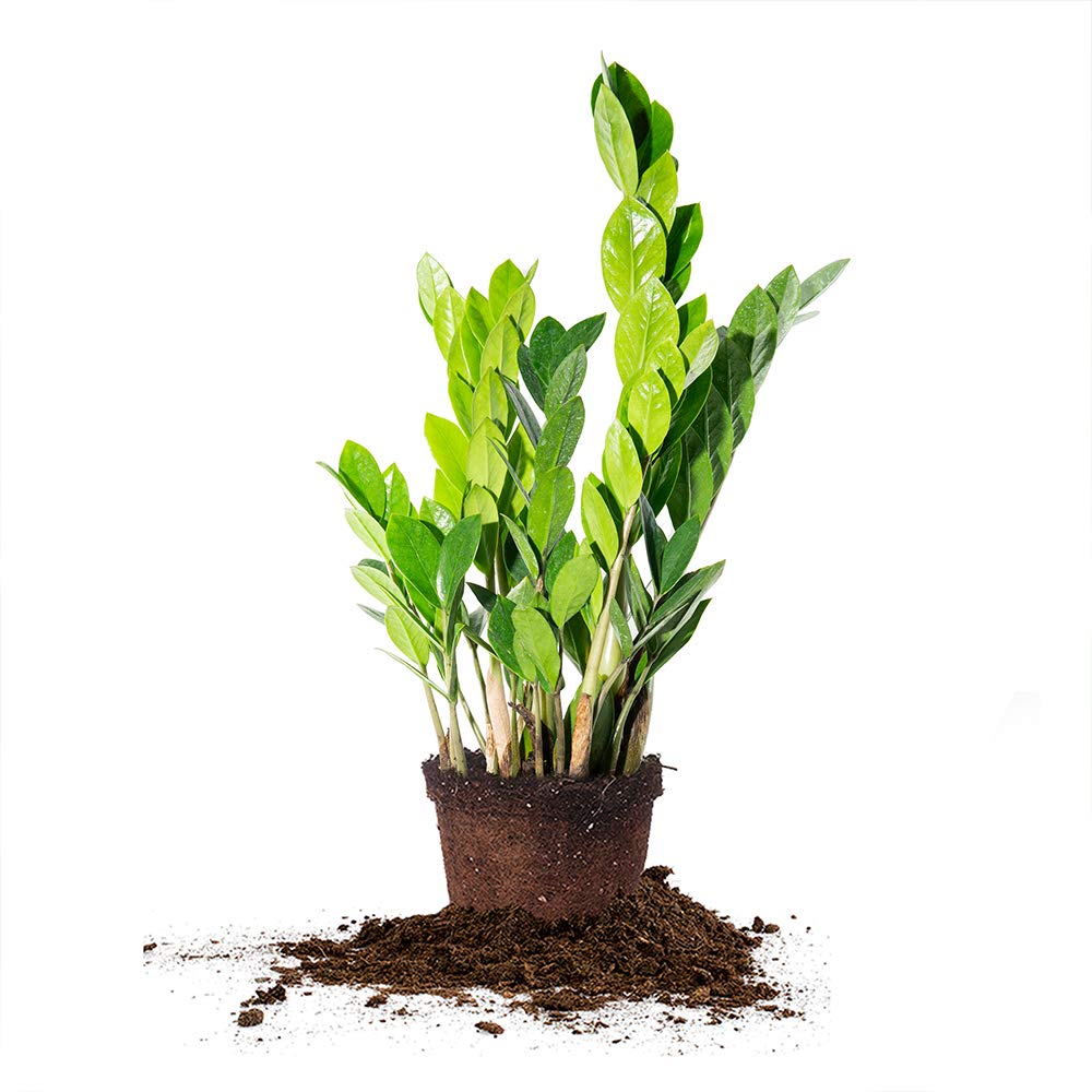 Perfect Plants ZZ Plant - 6 in. Growers Pot | Zamioculcas Zamiifolia | Easy Care Houseplant | Perfect for Moderate to Bright Light Conditions (6 in Grower's Pot)