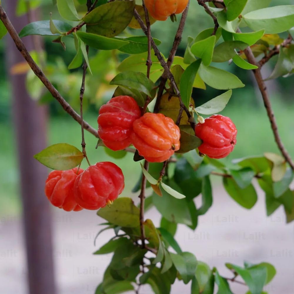 Surinam Cherry Live Plant 4–7" Tall, Surinam Cherry Plant, Tropical Edible Fruit Plant, Fast Growing, Suitable for Indoor Outdoor