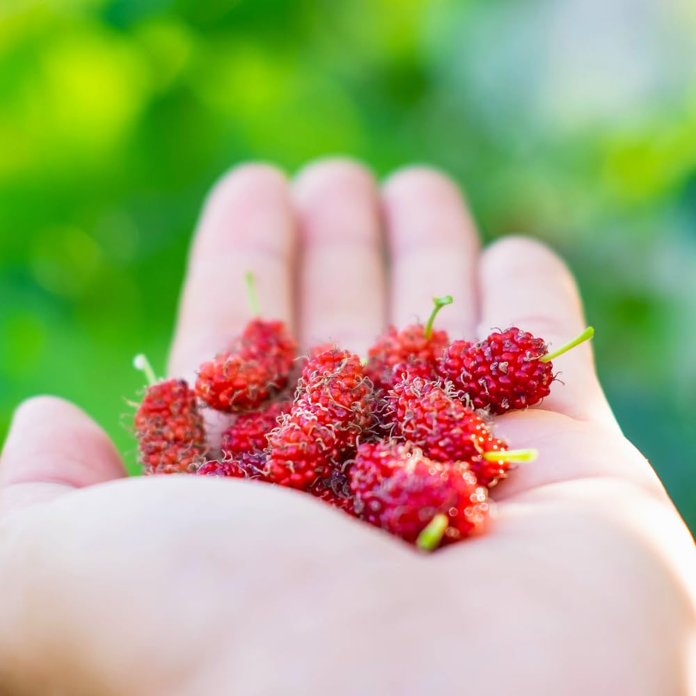 Mulberry Tree Live Plant, Mulberry Plant Seedlings from 6 to 8 Inch Tall, Sweet and Edible Mulberries for Patio and Garden (Red)