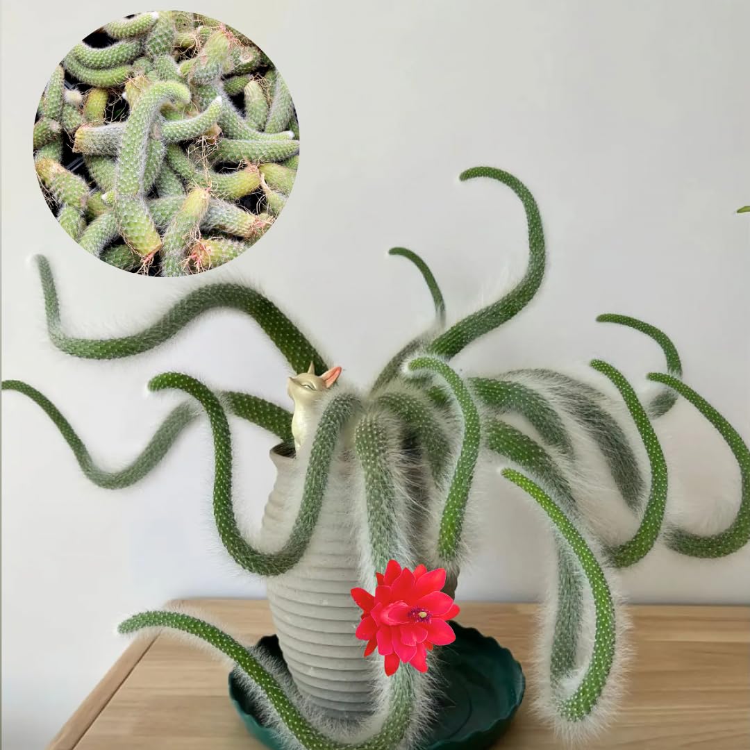 Monkey Tail Plant Live for Planting, Home Decoration Monkeys Tail Cactus, Size 6-8 Inches, No Pot