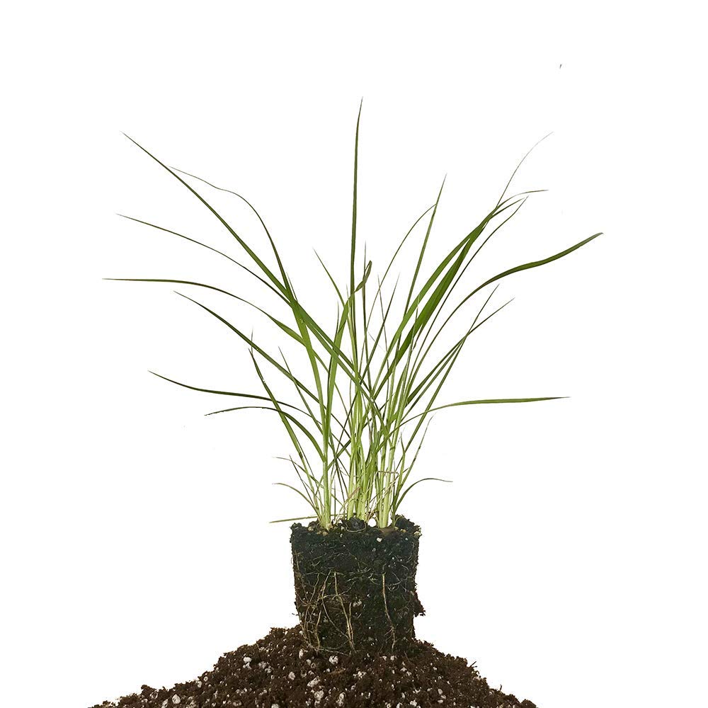 Pampas Grass | 40 Live Plants | Cortaderia Selloana | Drought Tolerant, Ornamental Grass, Tall Plumes, Outdoor Landscaping, Fast Growing, Low Maintenance, Garden Decor, Privacy Screen