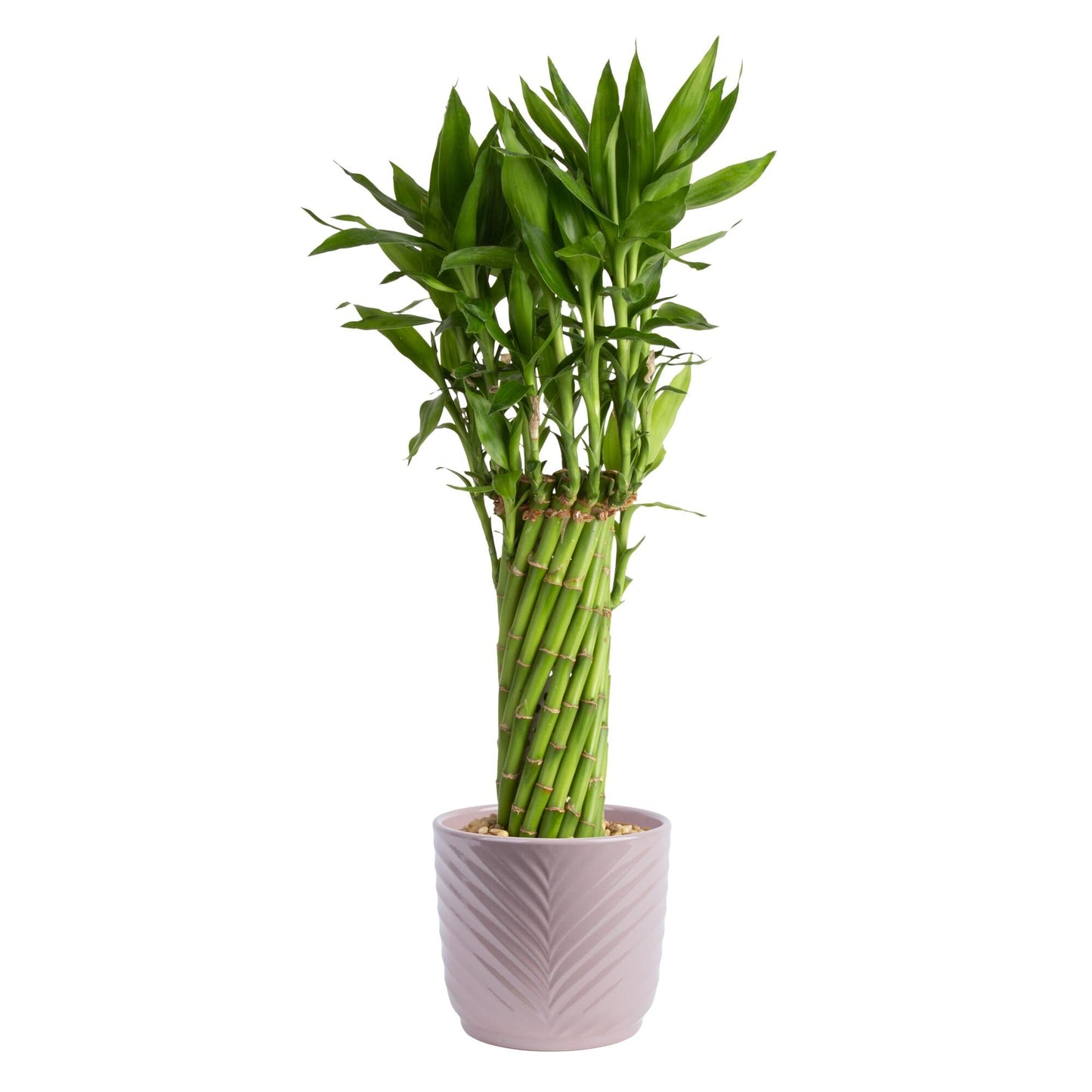 Costa Farms Lucky Bamboo Live Plant in Decorative Pot, Easy to Maintain Indoor Houseplant, Perfect for Home, Room, or Office Decor, Great House Warming or Birthday Gift, 12-15 Inches Tall