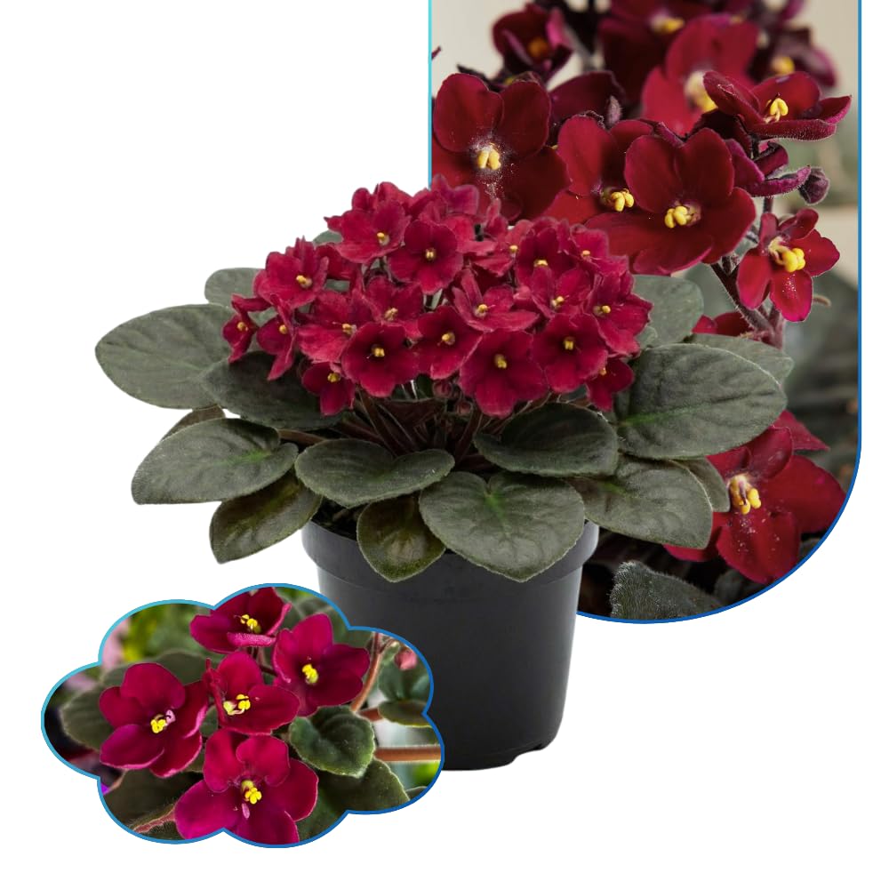 Red African Violets Live Plants House Plants in 4" Pot, Vibrant Blooms for Indoor Décor, Home or Office, Easy to Grow