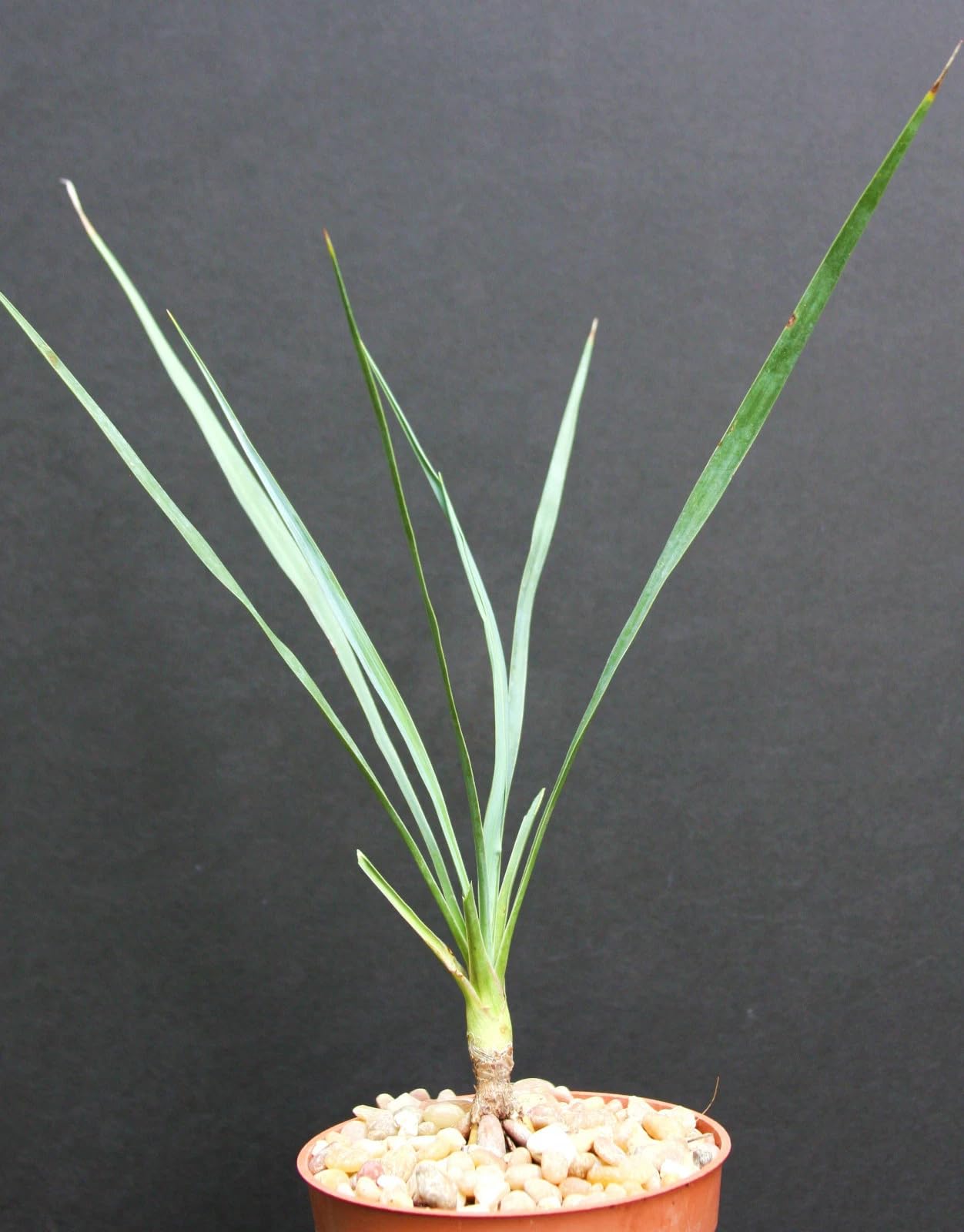 Yucca Rostrata Live Plant, 4 Inch Rooted, (Without Pot) by Exotic-Succulent-Collection