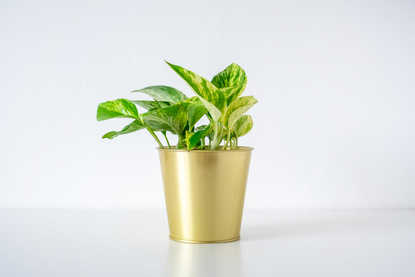 American Plant Exchange Golden Pothos 4-Inch Pot – Easy-Care Trailing Houseplant, Air-Purifying Vine for Home & Office, Low-Maintenance Indoor Plant for Hanging Baskets & Shelves