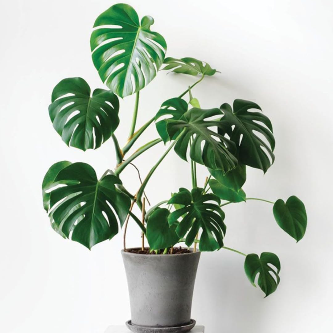 Philodendron Plant Live, Rare Tropical Variegated Live Indoor Houseplant, Starter Plants No Pot, 5-9" in Tall (Monstera Deliciosa)