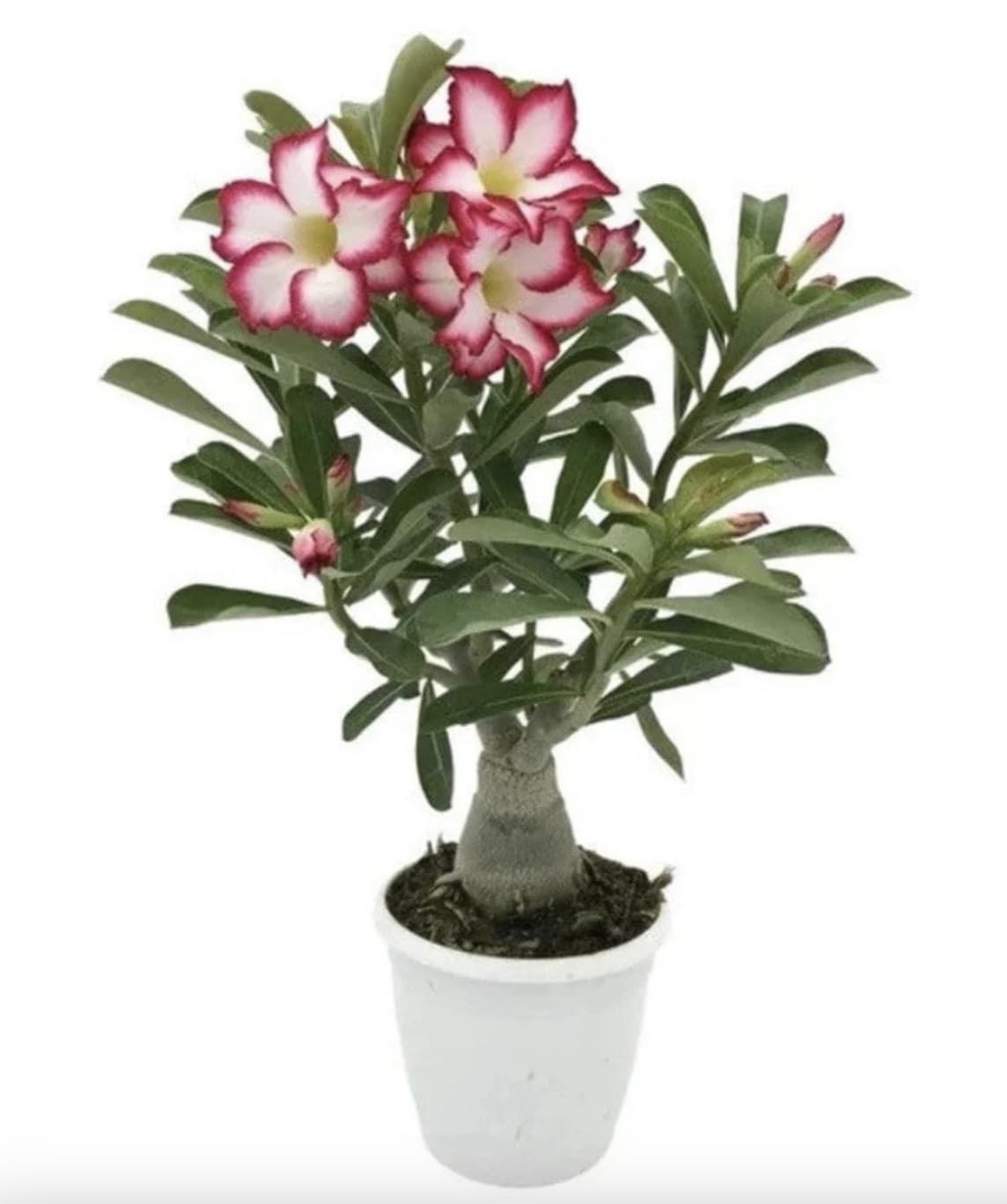 Pink Desert Rose Live Plant - Vibrant Blooming Succulent - Desert Rose Plant Live - 4-6 Inches Tall Starter Houseplant - Ideal for Home Gardens and Indoor Decor