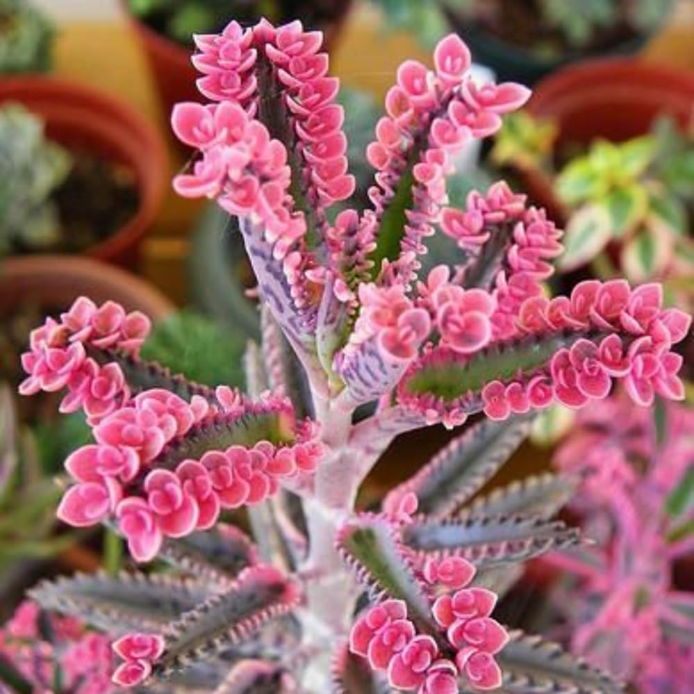 Kalanchoe Pink Butterfly, Pink Kalanchoe Plant Live in 2 Inches Pot, Mother of Thousands Variegated Succulent Live Houseplant