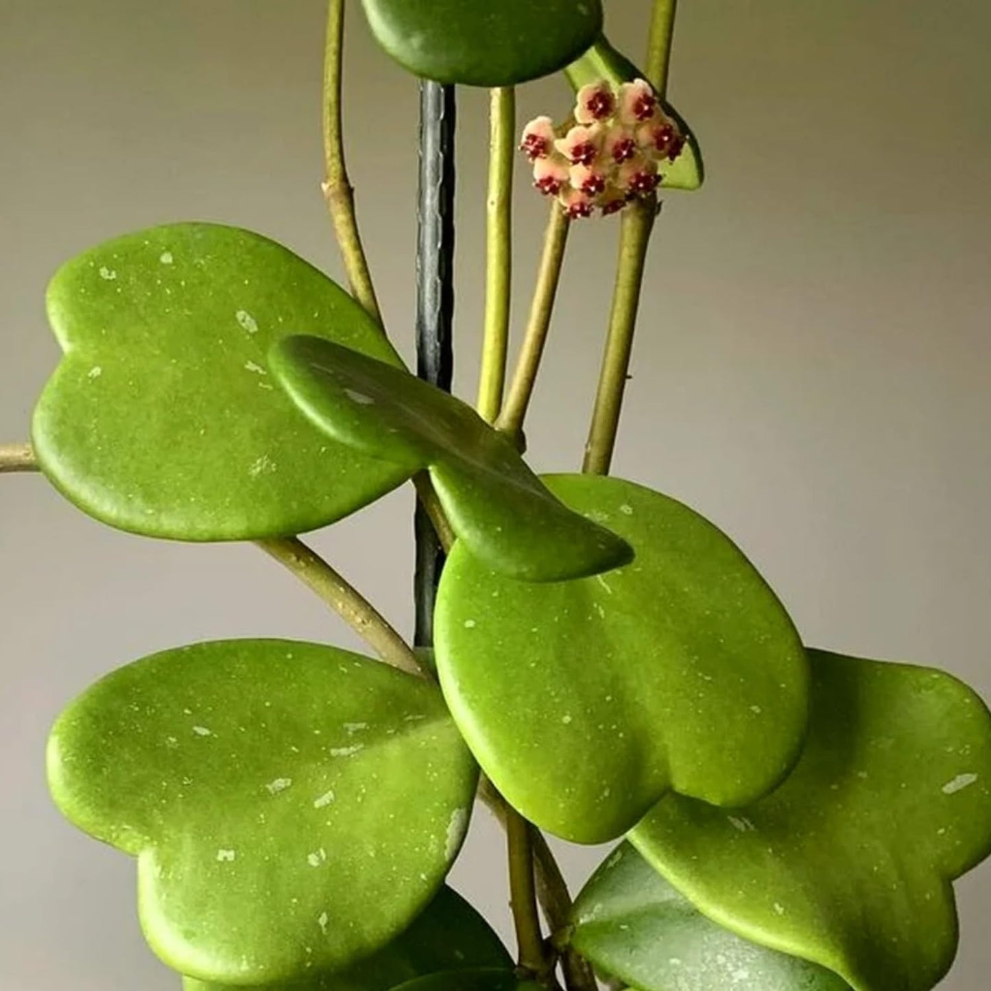Hoya Kerrii Heart Plant Live, Hoya Plants Live Houseplants for Indoor Outdoor Garden Planting, Large Plants