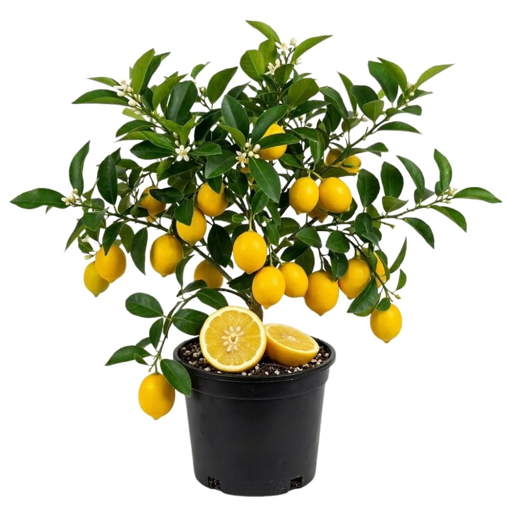 3 Meyer Lemon Trees Live Plants in 4'' Pot, Fragrant Citrus Tree, Hardy and High-Yielding Meyer Lemon Plant for Indoor Outdoor Growing, Ready to Grow, 3-5 Inch Tall