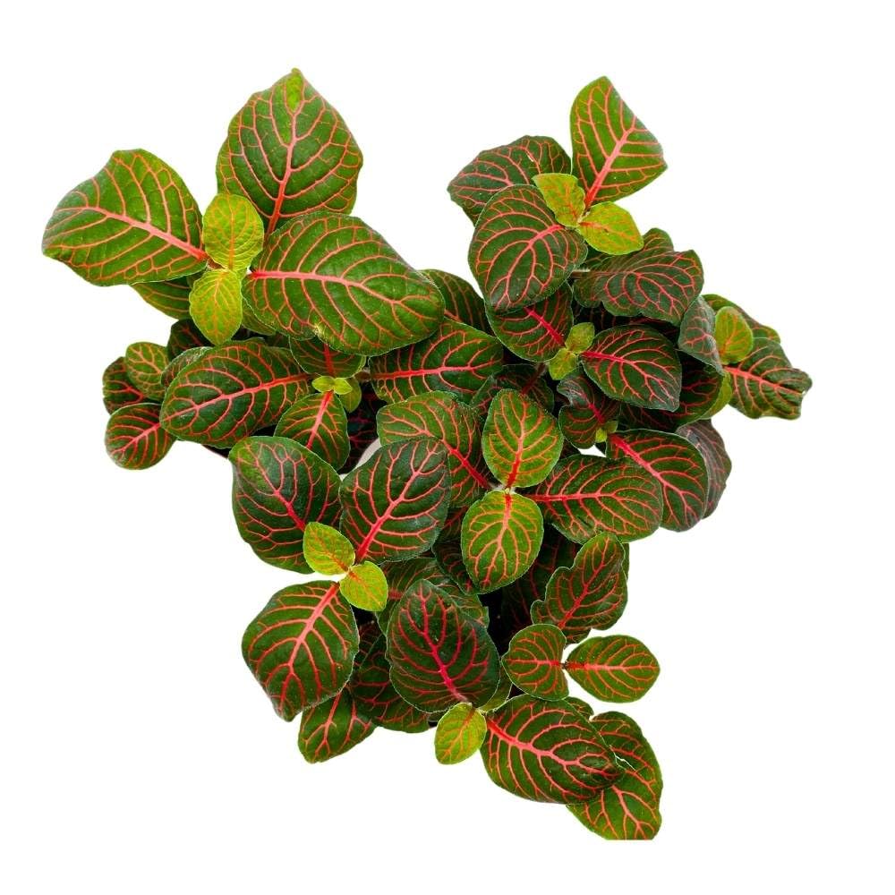 BubbleBlooms Red Nerve Plant 2 inch Set of 3 Mosaic Red Veined Fittonia Tiny Mini Pixie Plants