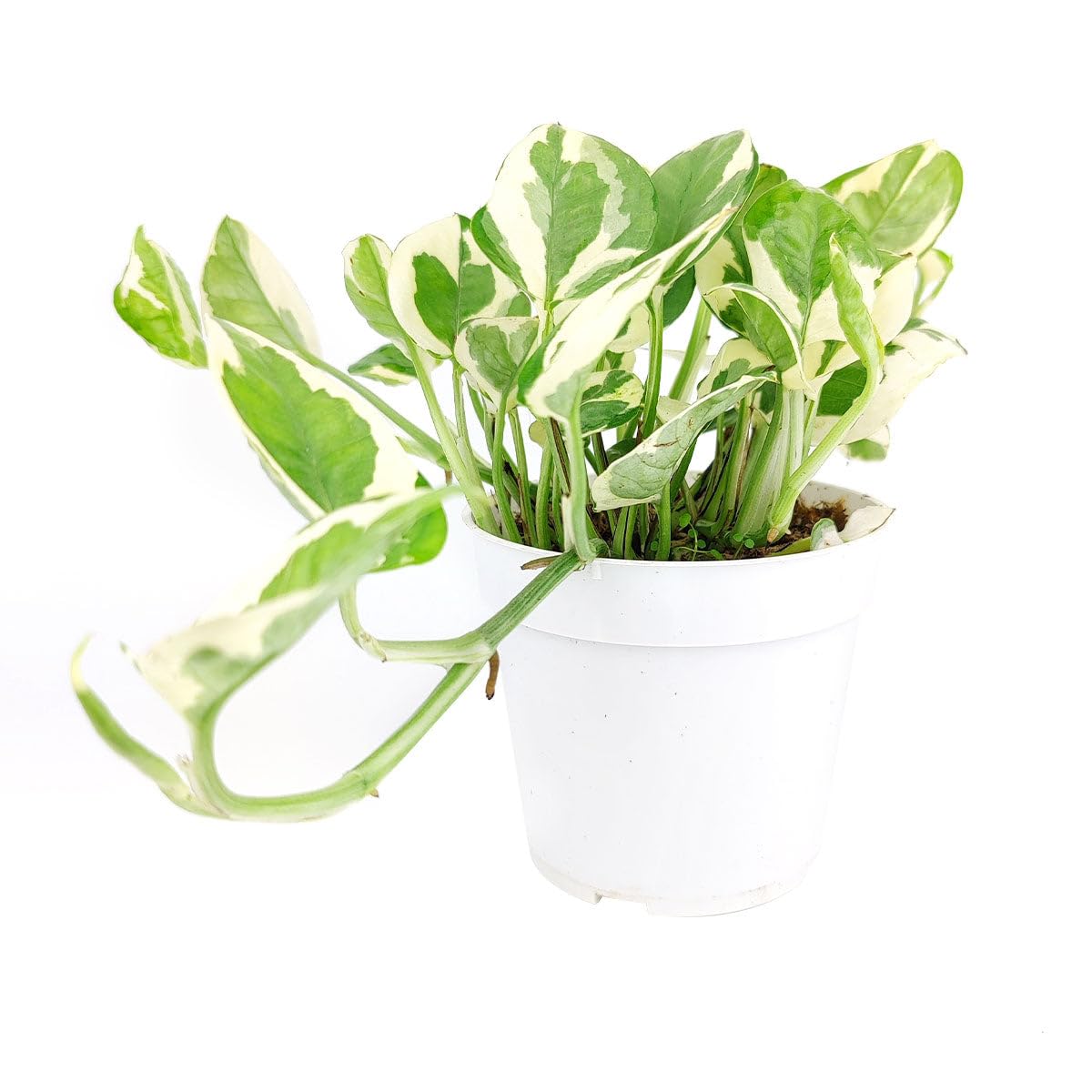 Pothos N'joy (4 inch) - Air-Purifying Houseplants - 4/6 inch Unique Live Decorative Houseplants - Low-Maintenance Indoor Plants, House Warming Gift, Natural Air Purifier