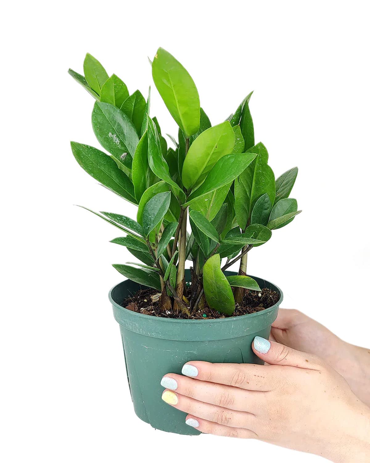 ZZ Plant (6" Grower Pot) - Low Light and Healthy Houseplant - Easy to Care, Easy to Grow Plants for Beginners - Live Healthy Houseplant for Home Office Decoration - Air-Purifying Indoor Plant