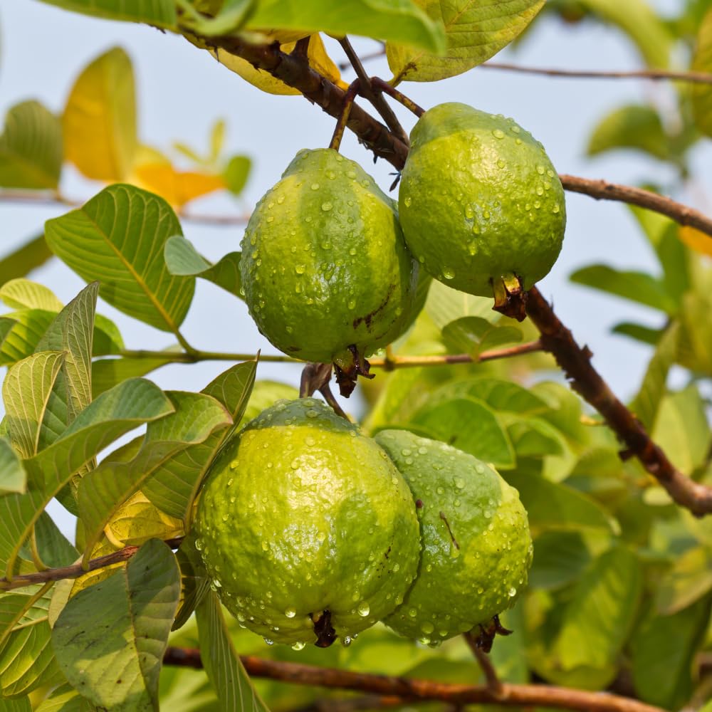 Pink Guava Tree Live Plant, 4-6 Inch Tall Guava Plant, Easy-to-Grow, Hardy, Sweet Tropical Fruit Tree for Garden & Outdoor Spaces, Ready to Grow