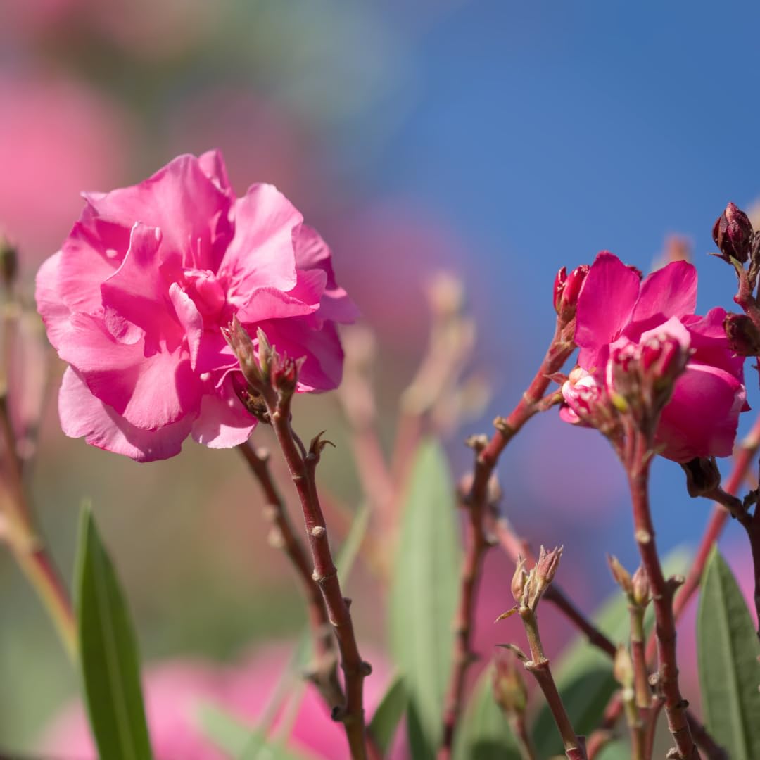 2 Live Pink Oleander Plants, Flowering Bush, 4-7 Inches Tall, Well Rooted for Planting