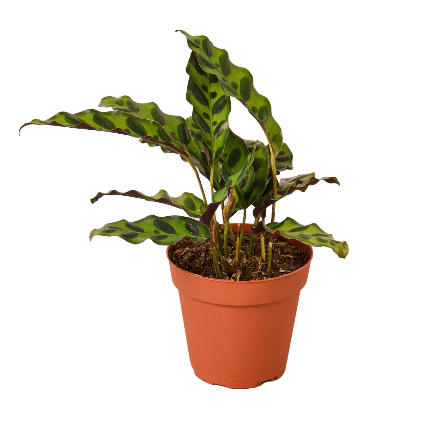 Calathea Lancifolia 'Rattlesnake' | Live Plant for Indoor & Outdoor | for Living Room, Office, Bathroom | (4" Pot)