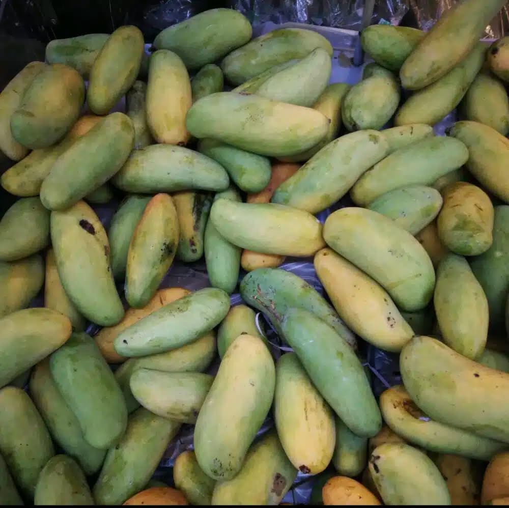 Live Plant - Mango Mahachanok (mangifera) Tropical Fruit Tree 12″-24″