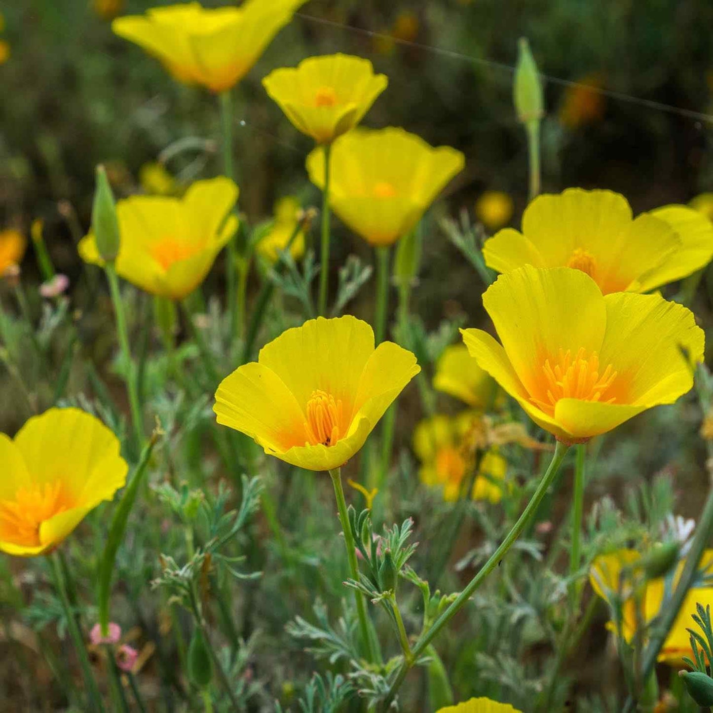4000 Dwarf Golden West California Poppy Seeds - State Flower, Yellow Poppy, Re-Seeds, Later Blooming Than Golden Poppy