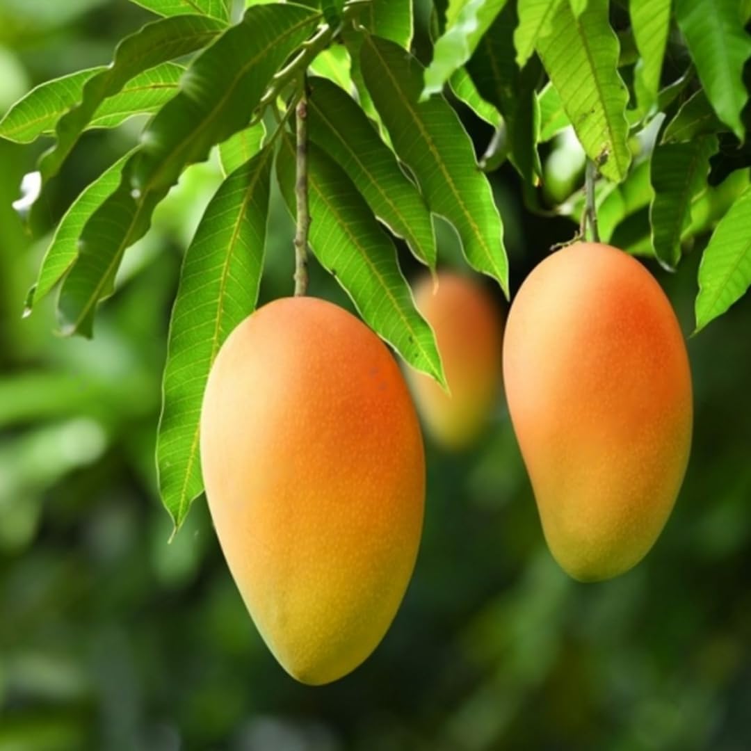 Keo Mango Tree Live Plant Grafted, 2 to 3 Feet Tall in Gallon Pot, Ready to Bear Fruit in 1 Year, Sweet Mango Tree for Planting