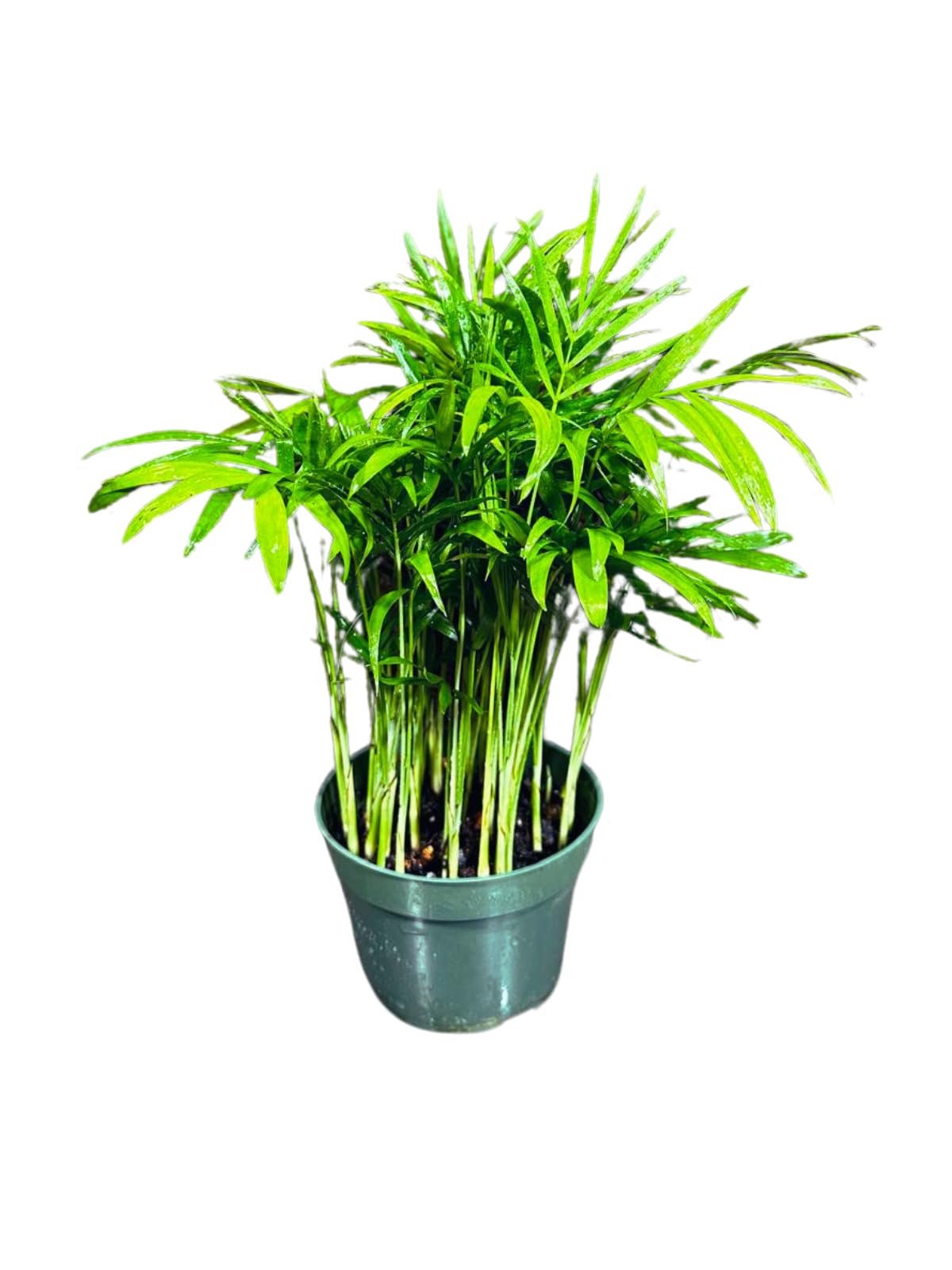Live Parlor Palm in a 3 inch Nursery Pot - Golden Cane Palm Tree - Air Purifier Plant for Home Decor - Office Gift Indoor Plant