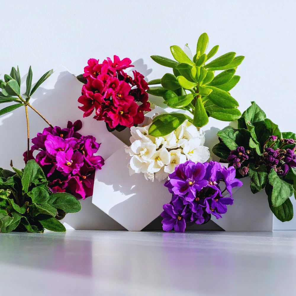 One Random African Violets Live Plant, African Violet Plant, House Plant Flower Home Decoration, 4 Inc Pot