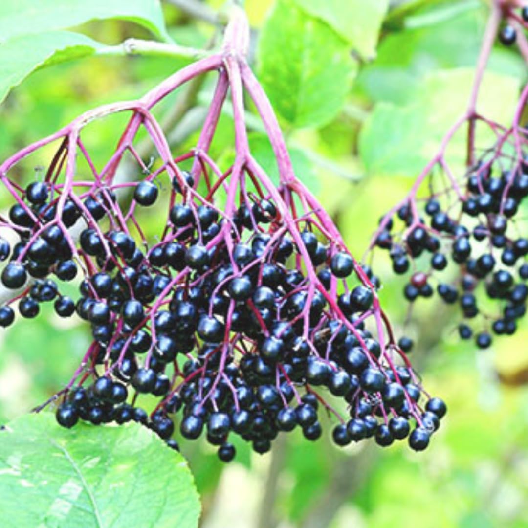 1 Black Elderberry Plant Live, 6-9 Inch Tall, American Elderberry Bush, Hardy Elderberries Tree