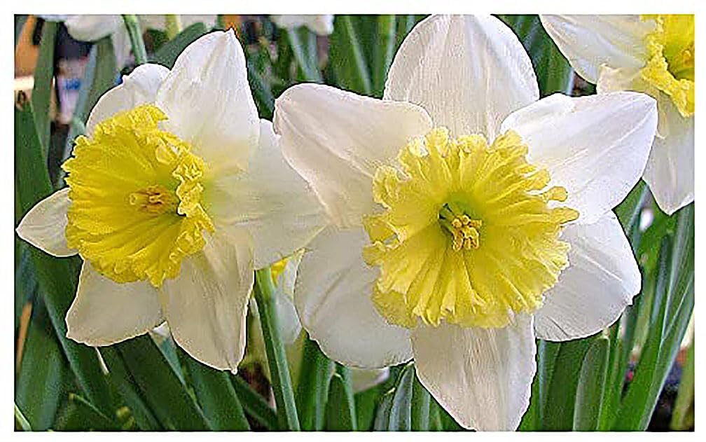 10 Tete a Tete Narcissus Bulbs - Top Size Daffodil Bulbs
