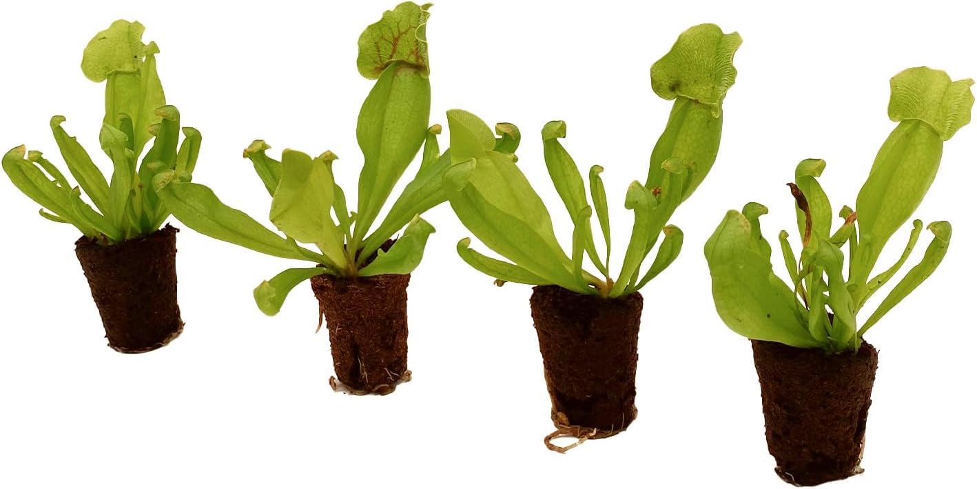 ragnaroc Sarracenia Purpurea SSP. Venosa 2-4" (Purple Pitcher Plant) & Dionaea Muscipula 2-4" (Venus Fly Trap) 2ct – Live Plant for Indoor Outdoor Use, Carnivorous Plants – Live Arrival Guaranteed