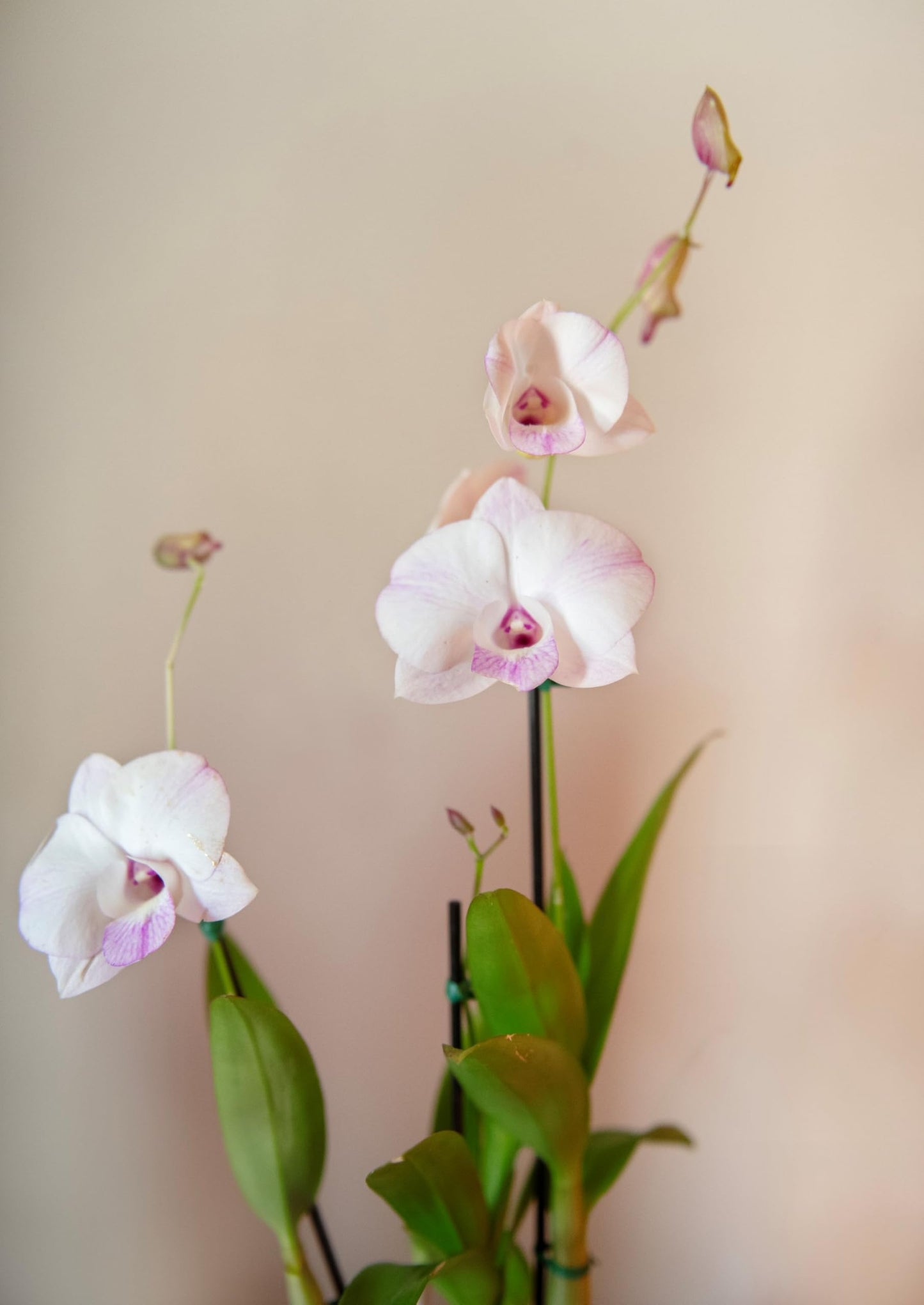 American Plant Exchange Dendrobium Orchid – Live 4-Inch Potted Flowering Plant, Easy-Care Tropical Houseplant with Elegant Blooms for Indoor Home, Office, Windowsills & Gift Décor