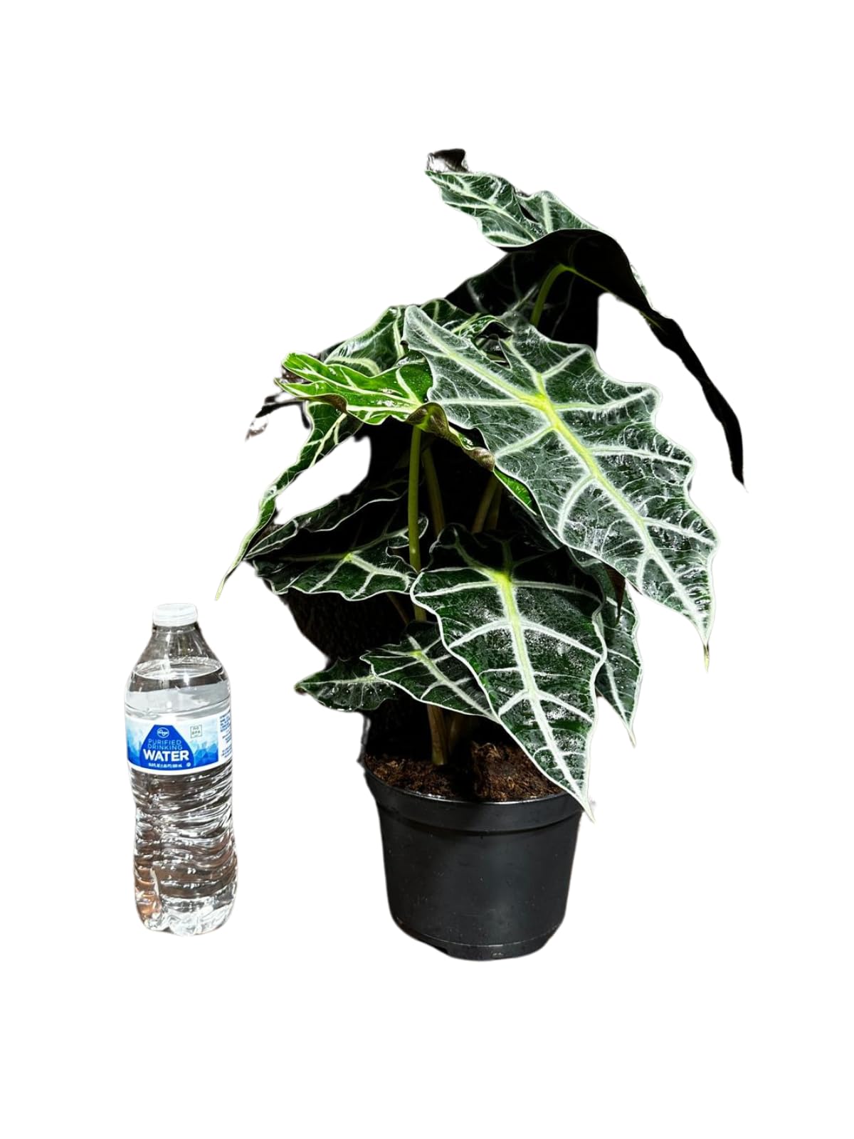 Alocasia Polly African Mask Plant in a 4" Nursery Pot - Tropical Indoor Plant - Air Purifier Houseplant for Gift