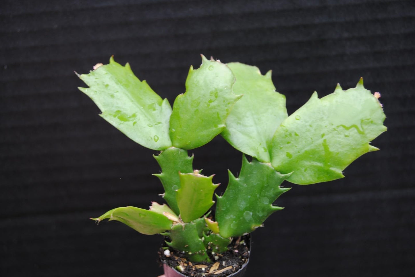 Live Plant - Christmas Cactus Starter Plant Carmesim Brazi