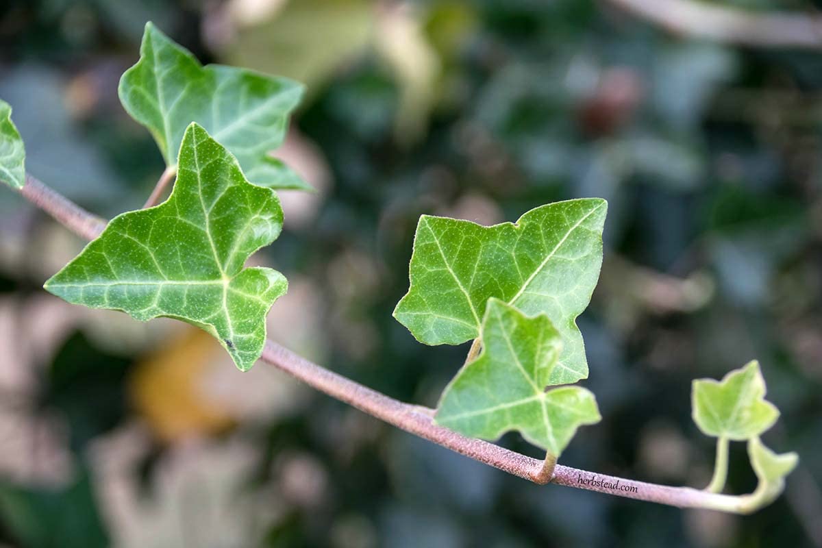 English Ivy Hoop - Live Plant in a 4 Inch Pot - Hedera Helix - Florist Quality - Beautiful Easy Care Indoor Air Purifying Topiary Houseplant Vine