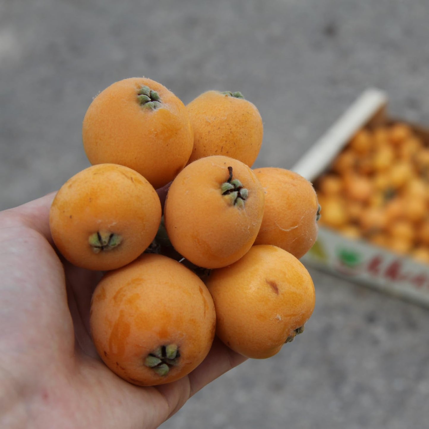 Loquat Seedling Live Plant, Golden Loquat Fruit Tree, 2 Feet Tall in 3 Gal, Ideal for Garden Planting, No Ship to CA