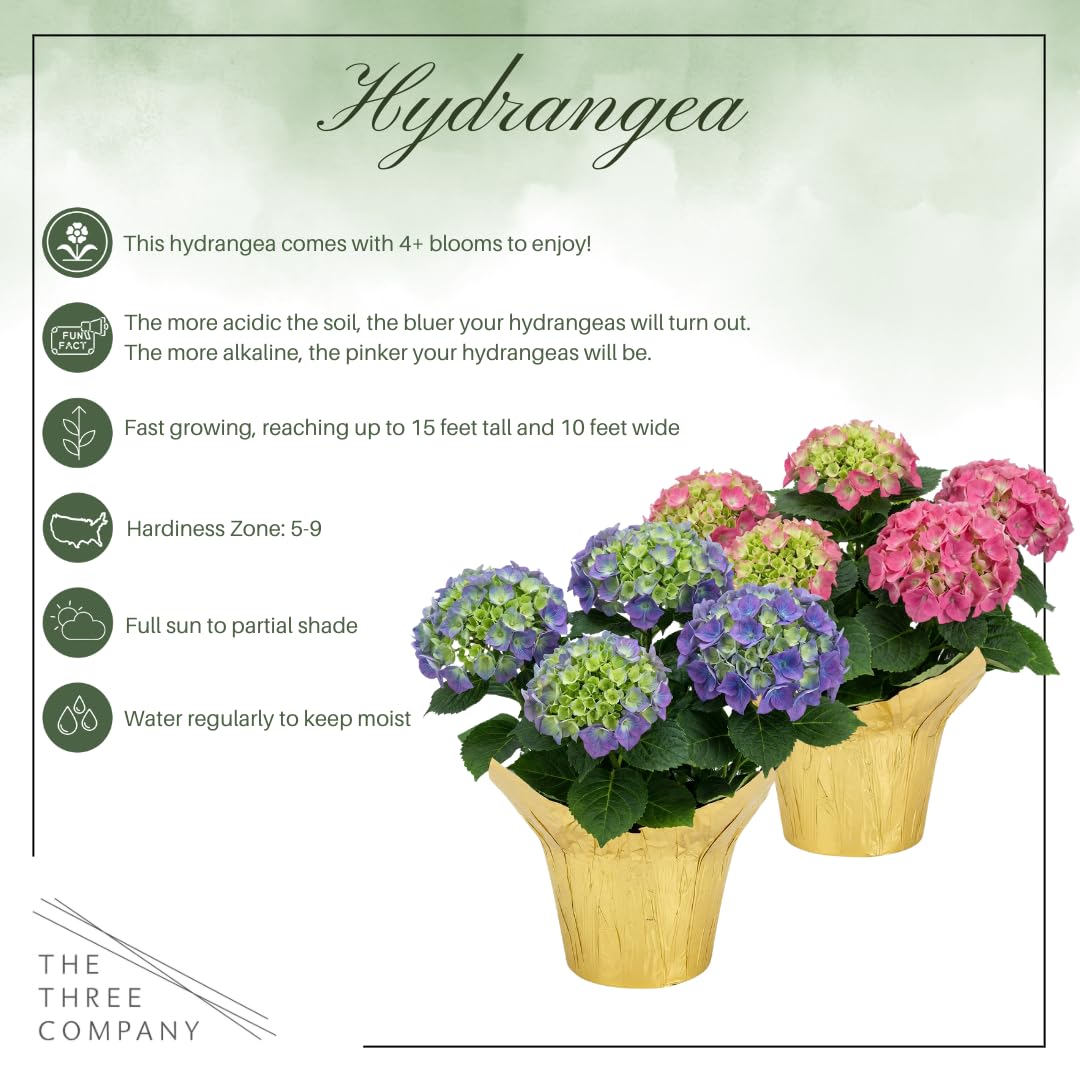 Live Flowering Hydrangea - Shades of Blue, 5+ Beautiful Blooms, 1.5 Qt Pot with Deco Cover, 12" Tall by 8" Wide